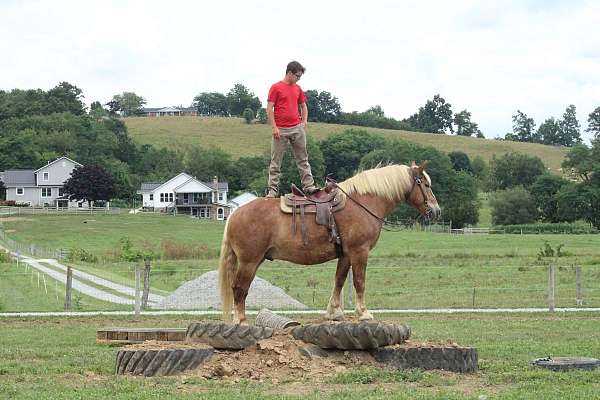 mounted-patrol-belgian-horse