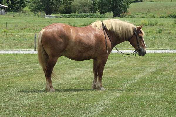 parade-belgian-horse