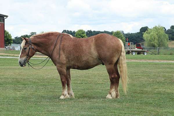 team-driving-belgian-horse