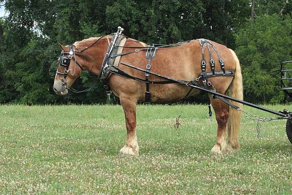 trail-riding-belgian-horse