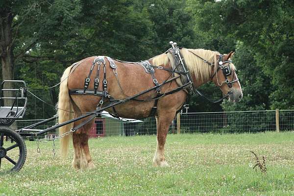 trail-class-competition-belgian-horse