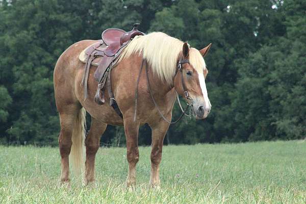 brown-strip-white-mane-tail-horse