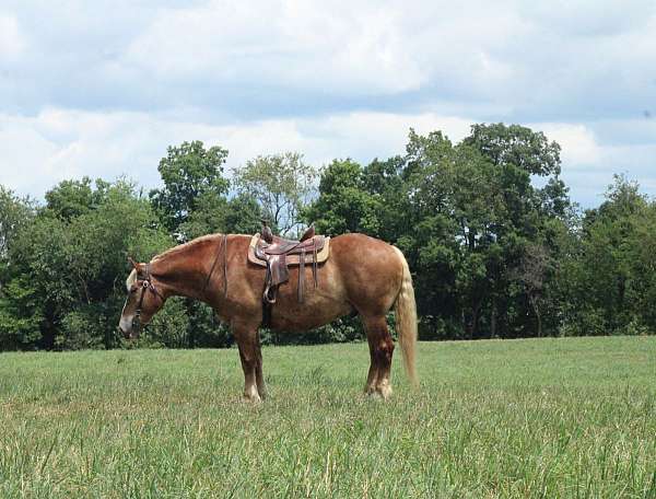 husband-safe-belgian-horse
