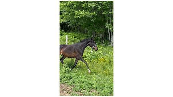 breaking-hanoverian-horse
