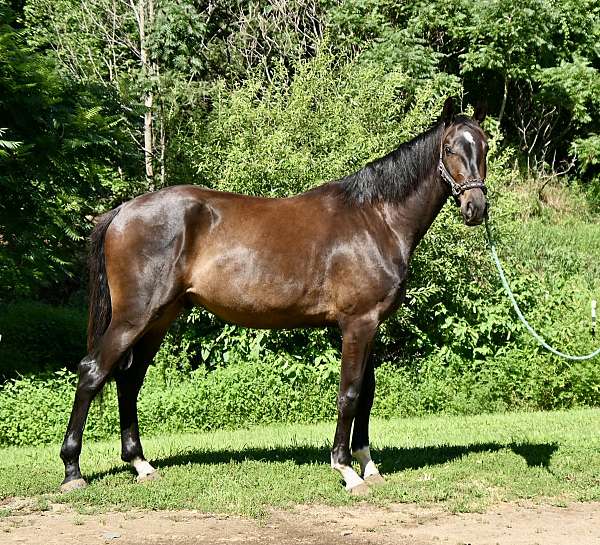 and-willing-hanoverian-horse