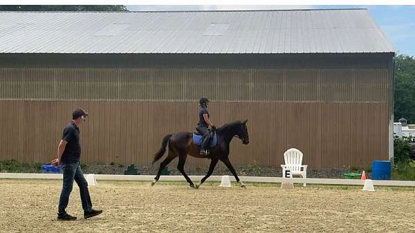 competitor-hanoverian-horse