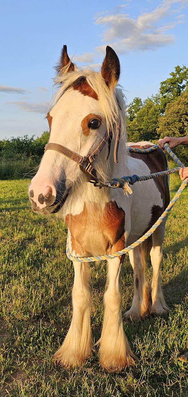 beginner-gypsy-vanner-pony