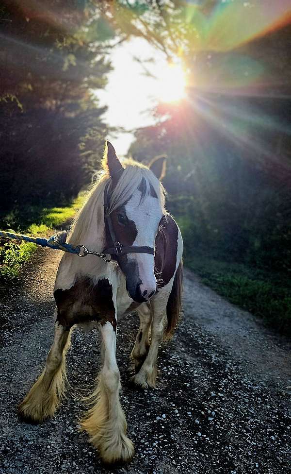 jumping-gypsy-vanner-pony