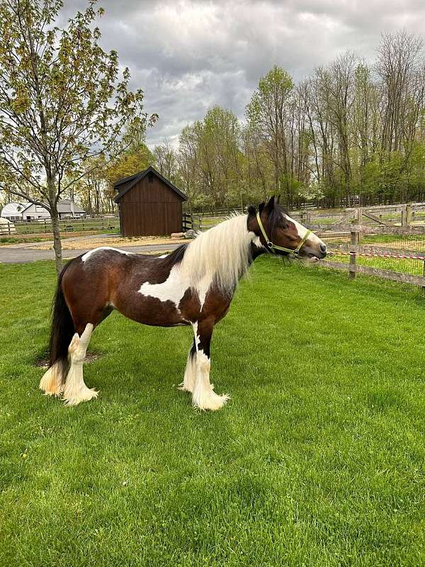 bay-gypsy-vanner-filly