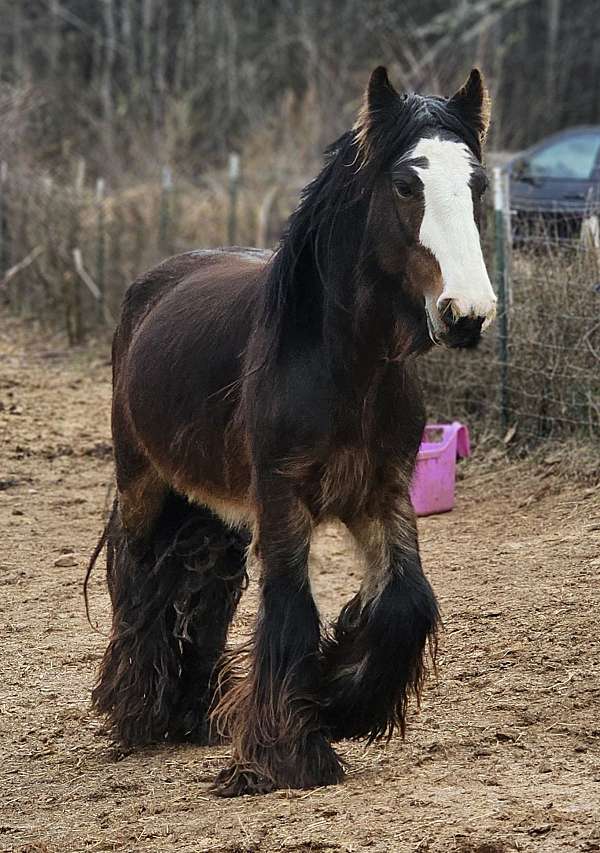 youth-gypsy-vanner-pony