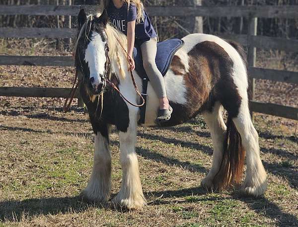 kid-safe-gypsy-vanner-pony