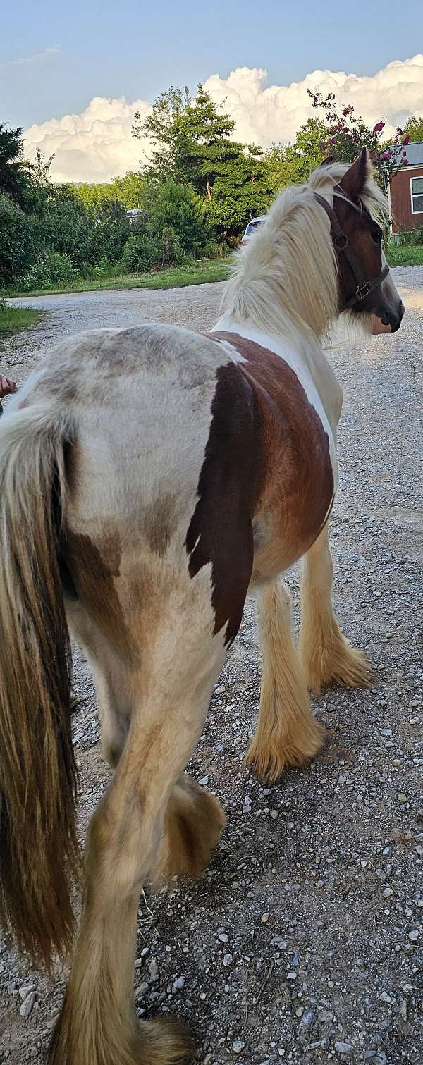 hunter-jumper-gypsy-vanner-pony