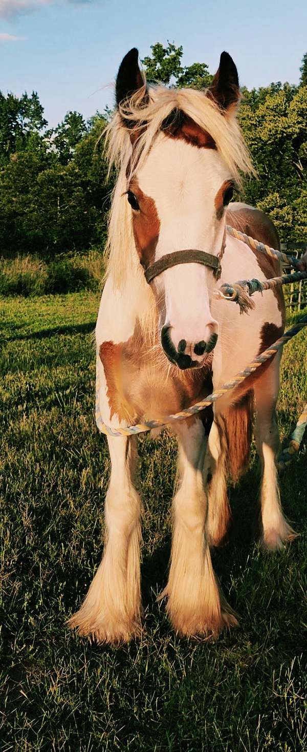 all-around-gypsy-vanner-pony