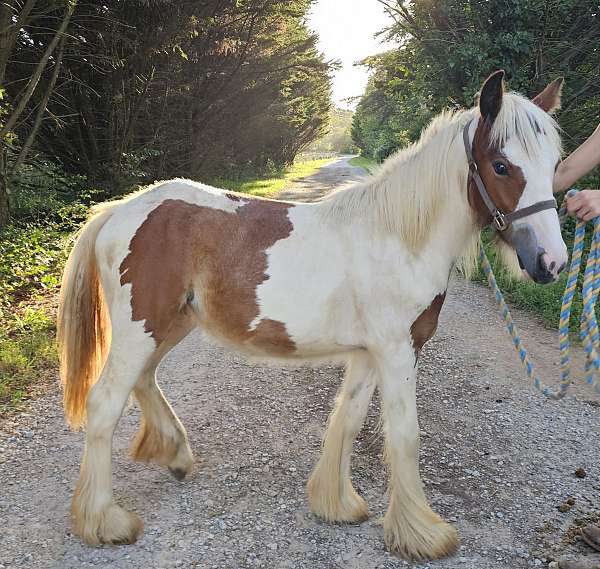 jumper-gypsy-vanner-pony