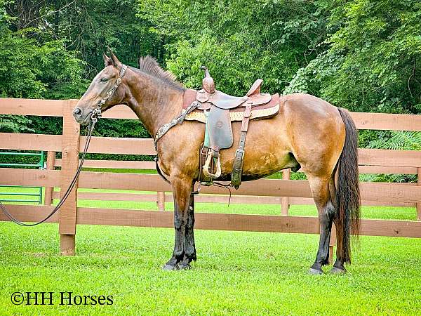 show-exp-rocky-mountain-horse