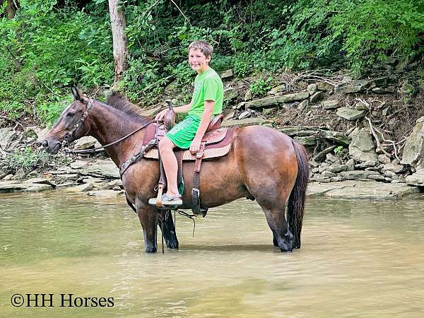 all-around-rocky-mountain-horse