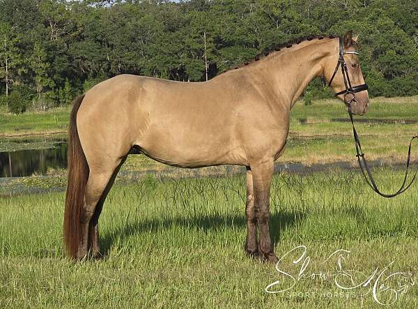 champagne-with-white-on-lh-rh-horse