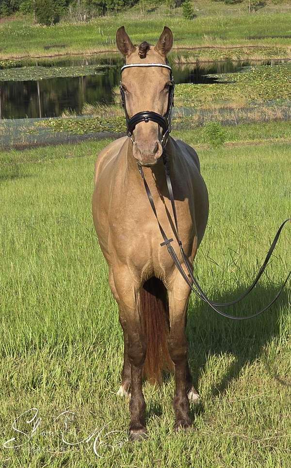 champagne-working-equitation-horse