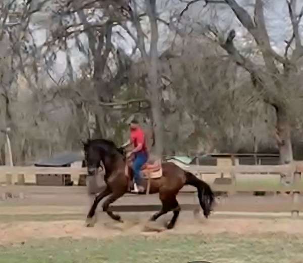 all-around-andalusian-horse