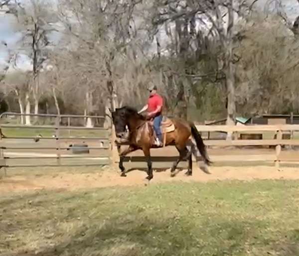 dressage-andalusian-horse