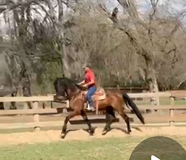 equitation-andalusian-horse