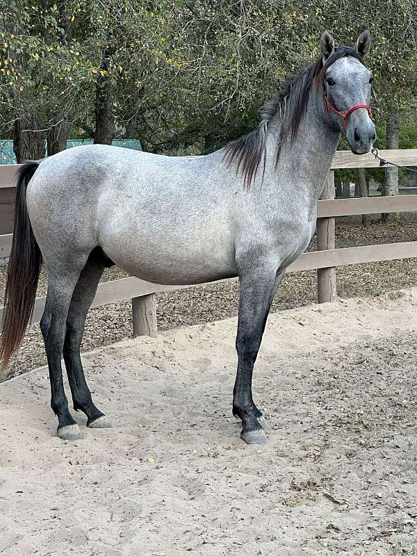 retired-andalusian-horse