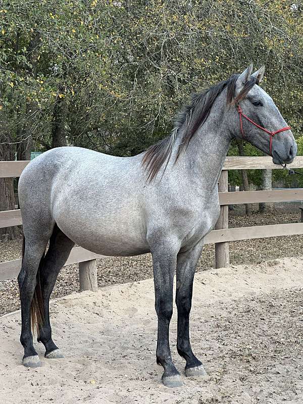 na-horse