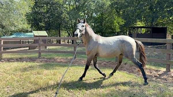 grey-na-horse