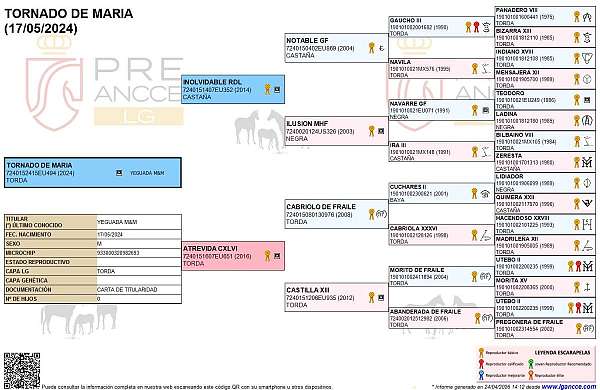 all-around-andalusian-horse