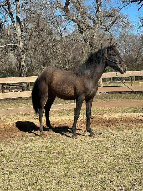 elite-stallion-andalusian-horse