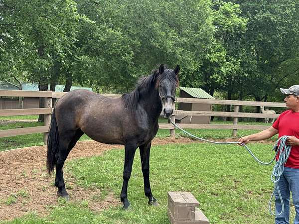 floating-andalusian-horse