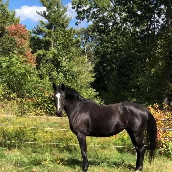 back-oldenburg-horse