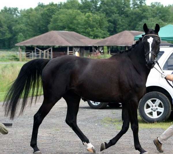 bella-oldenburg-horse