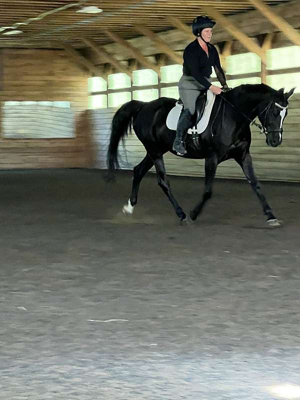 black-mare-oldenburg-horse