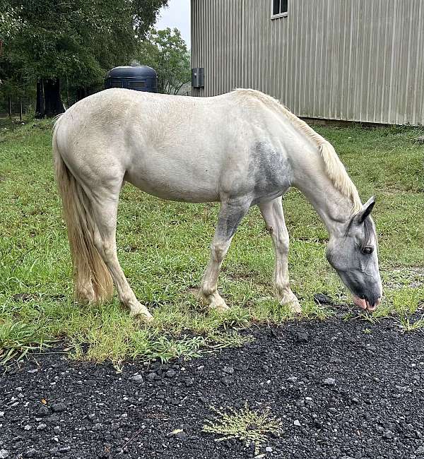 adorable-gypsy-vanner-pony