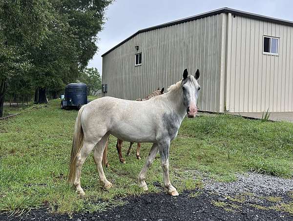 adults-gypsy-vanner-pony