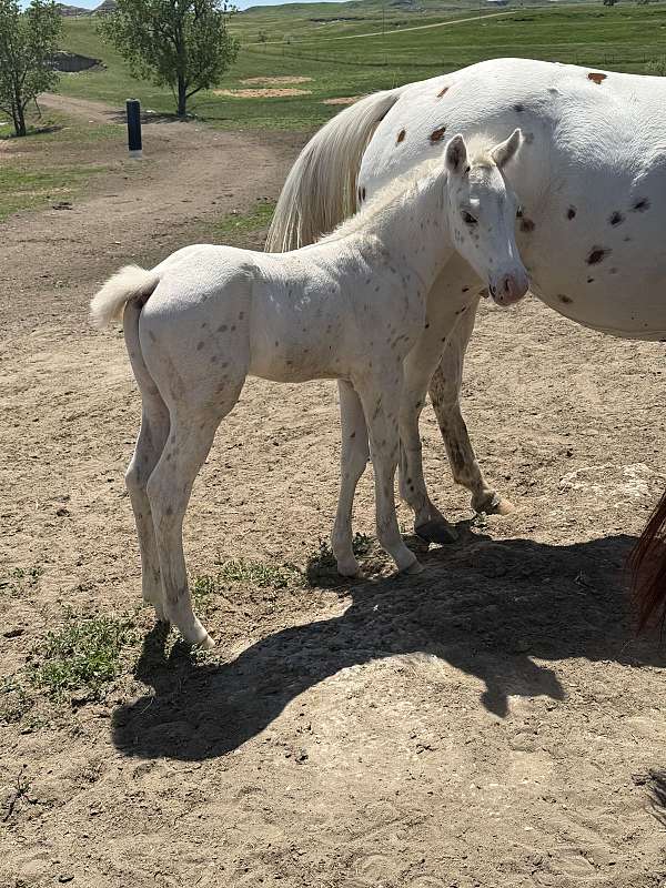 palomino-leopard-pattern-horse