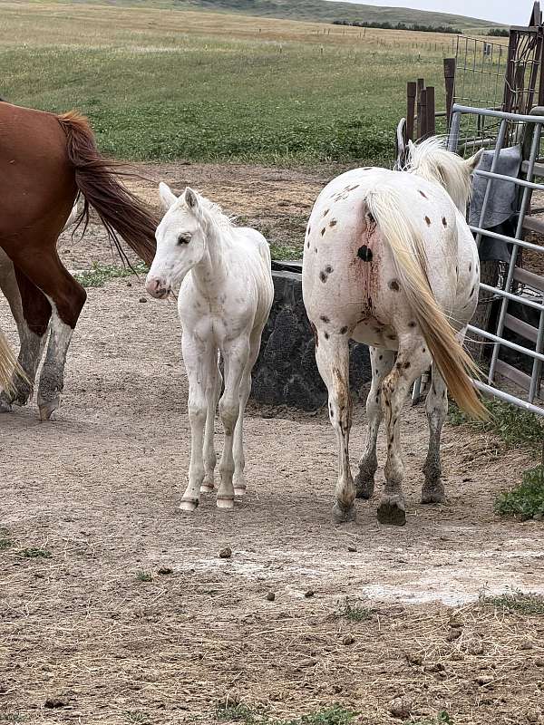 palomino-poa-stallion