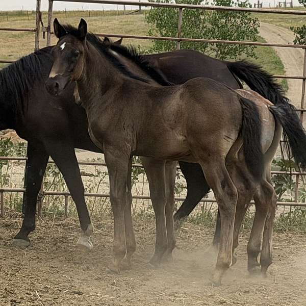 black-pleasure-dri-horse