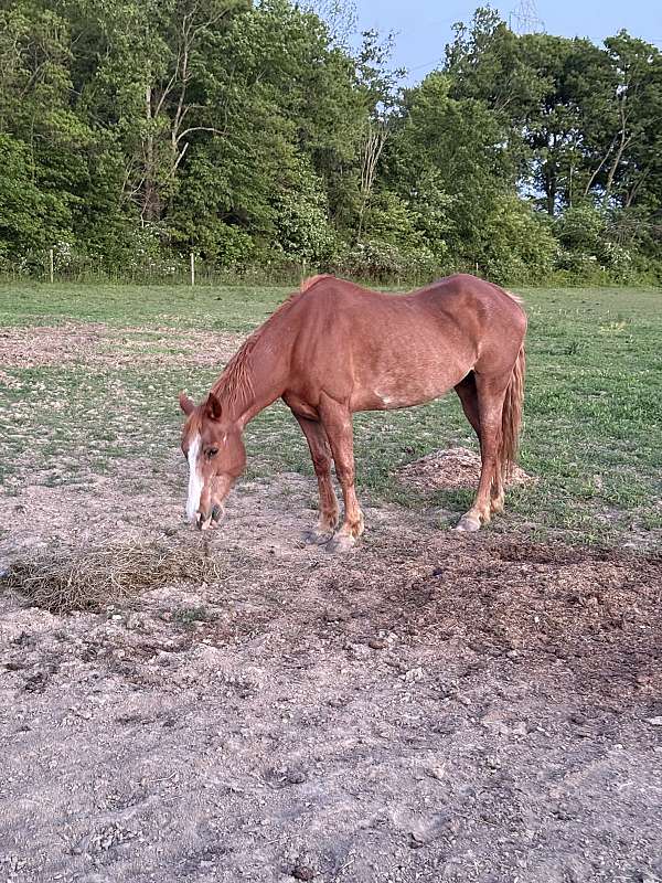 barrel-paint-horse