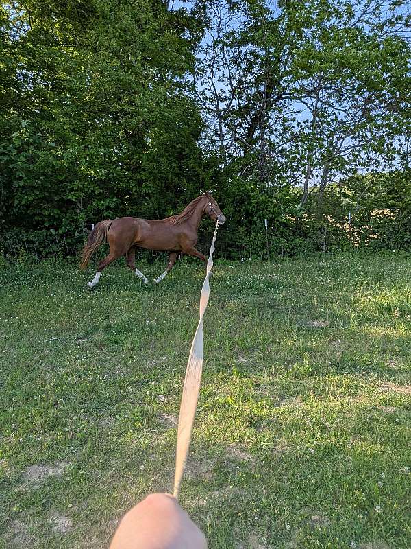 warmblood-mare