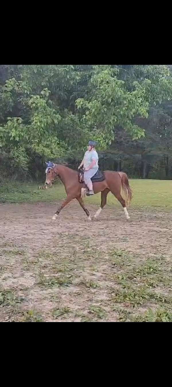 warmblood-horse-for-sale
