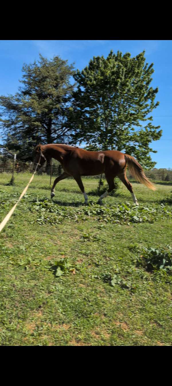warmblood-horse