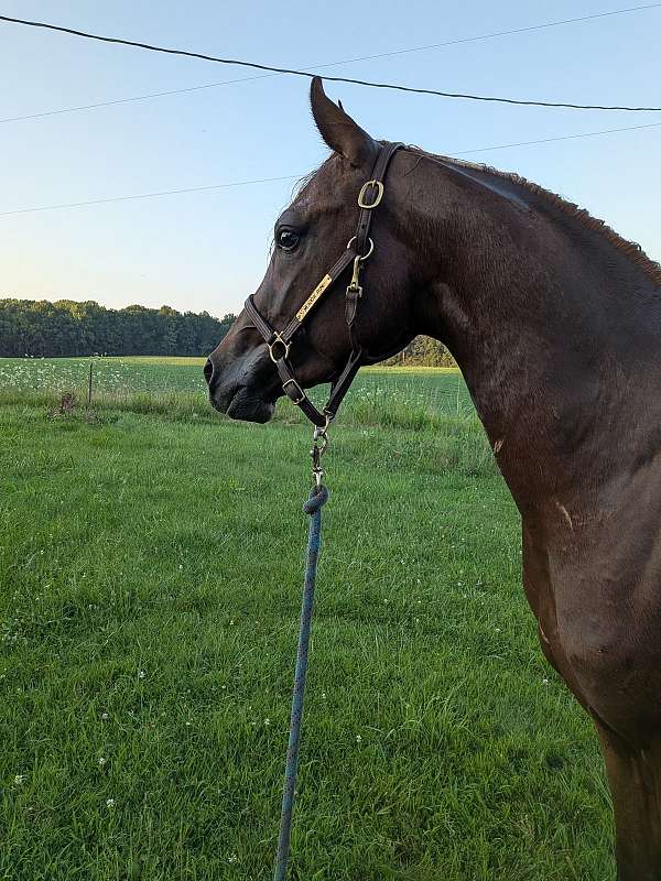 sport-working-colt