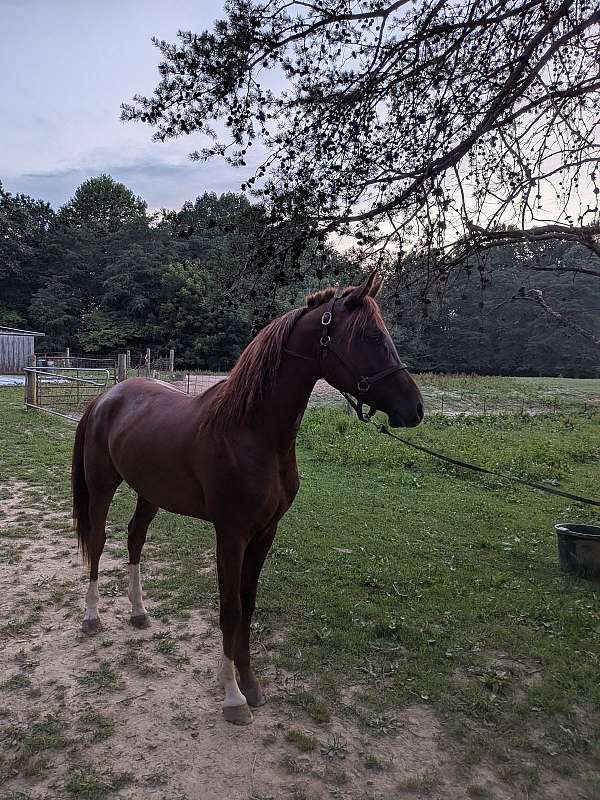 arabian-horse-for-sale