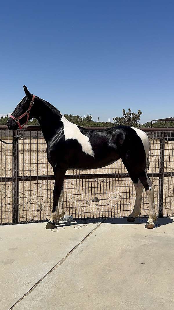 all-barock-pinto-horse