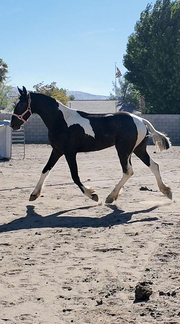 around-barock-pinto-horse
