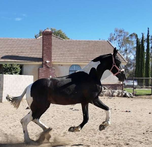 available-barock-pinto-horse