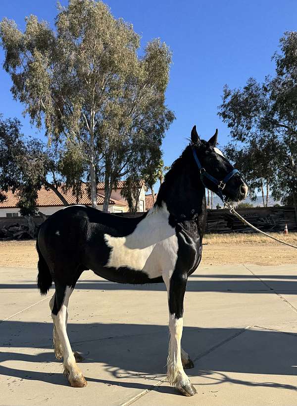 beauty-barock-pinto-horse