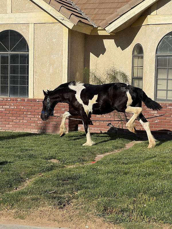 beginner-safe-barock-pinto-horse
